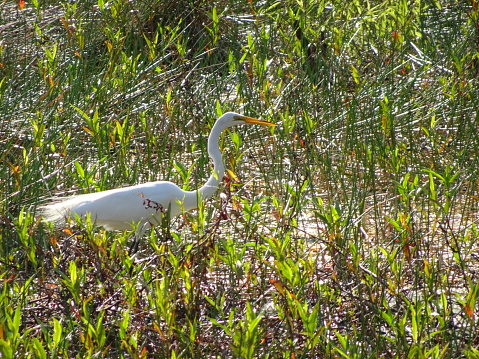 great white egret - Ardea alba