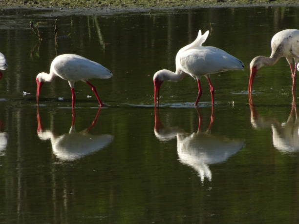ibis dans le marais - wading vertical water sport recreational pursuit photos et images de collection