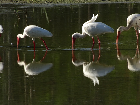 flock of white birds fishing in the swamp