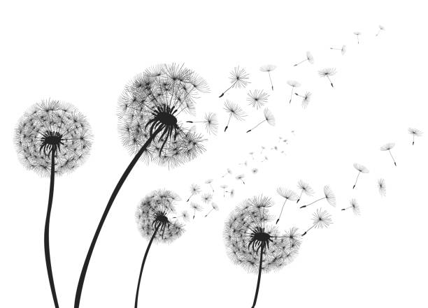 абстрактный одуванчик одуванчика с летающими семенами - вектор - dandelion stock illustrations