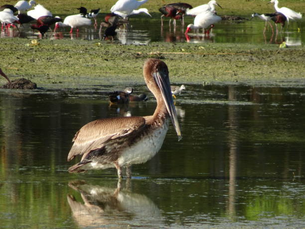 istock giant brown pelican 947112602