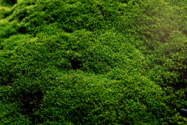 istock Close Up : Green moss on concrete floor background texture 947114670