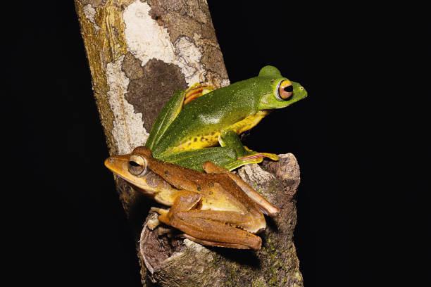 istock Malabar flying frog and common tree frog, Rhacophorus malabaricus, Rhacophorid, Agumbe ARRSC, Karnataka , India 947115374