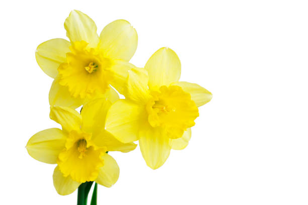 Daffodil flower or narcissus bouquet isolated on white background