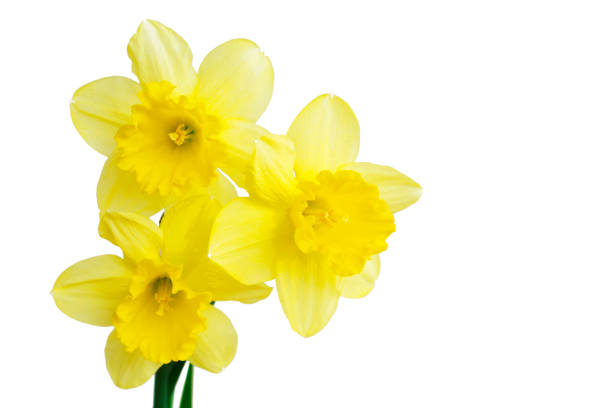 buquê de flores ou narciso narciso isolado no recorte de fundo branco - daffodil bouquet isolated on white petal - fotografias e filmes do acervo
