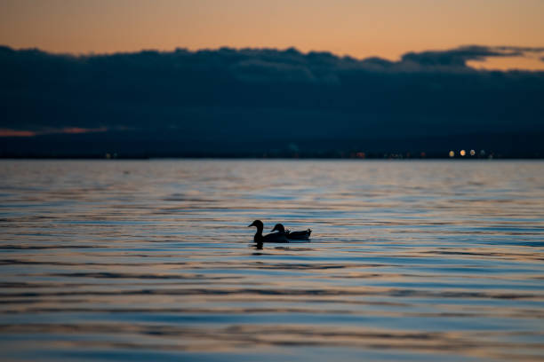 istock Beautiful L'Albufera lake view at sunset 947116678