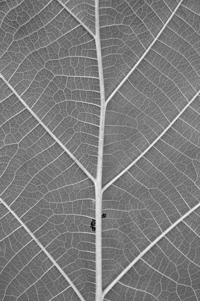 istock Close-up teak leaf texture background. Black and white. 947118678