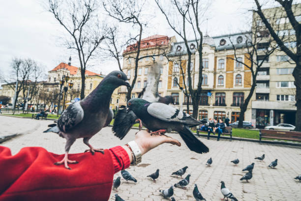 istock first-person view. doves eat seed from person hand 947118992