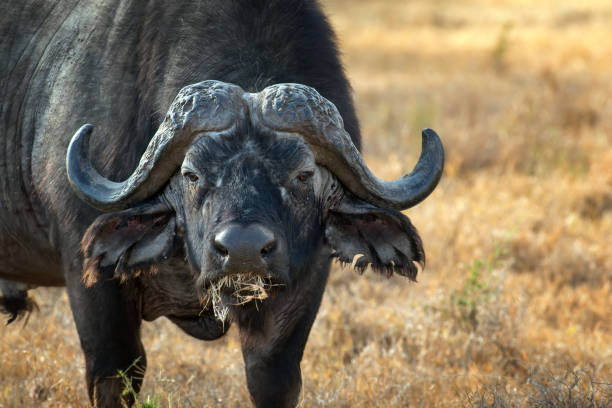istock Wild African buffalo bull 947119346