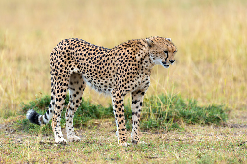 Two juvenile Cheetahs (Acinonyx jubatus) in the tall grass of Hwange National Park in Zimbabwe, southern Africa.