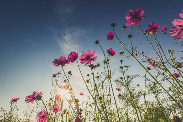 istock The beautiful cosmos flower in full bloom with sunlight. 947119444