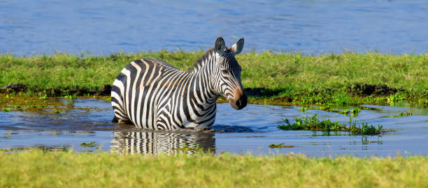 istock Zebra on grassland in Africa 947119448