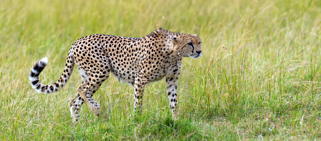 The most well-known animals in Africa walk in group across the plain.