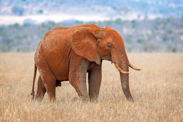 istock Elephant in National park of Kenya 947119514