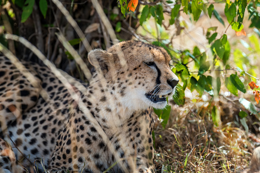 Wild african cheetah, beautiful mammal animal. Africa, Kenya