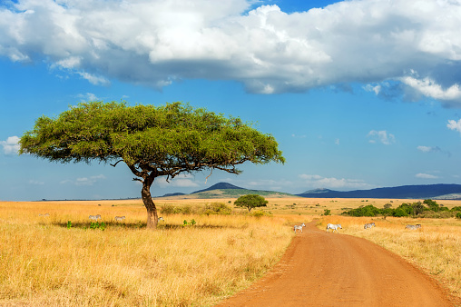 Beautiful landscape with nobody tree in Africa
