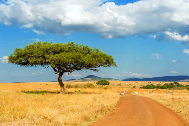 landscape with nobody tree in africa - south africa imagens e fotografias de stock