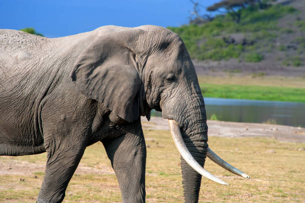 istock Elephant in National park of Kenya 947119902