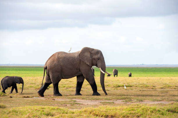 istock Elephant in National park of Kenya 947119912