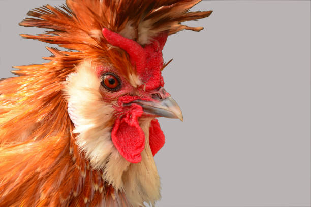 istock Close-up of a Brabanter rooster head. 947121570