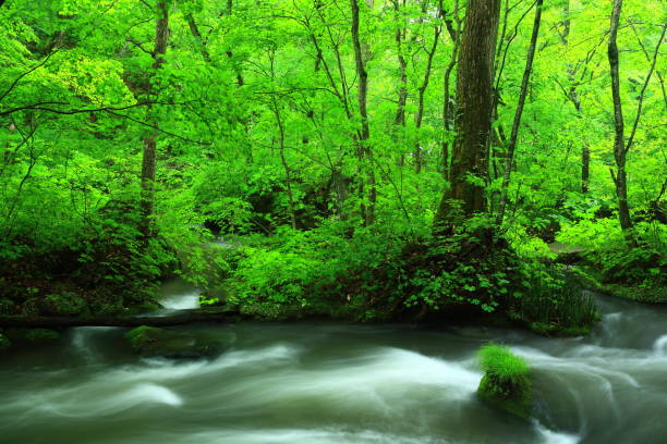 istock Oirase stream of summer 947124192