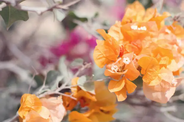 Photo of Orange Bougainvillea flowers. Blooming paperflower. Popular plant for gardening and parks