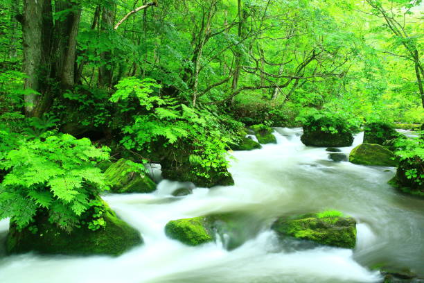 Oirase stream of summer Towada city Aomori prefecture Oirase stream hakkoda mountain range stock pictures, royalty-free photos & images