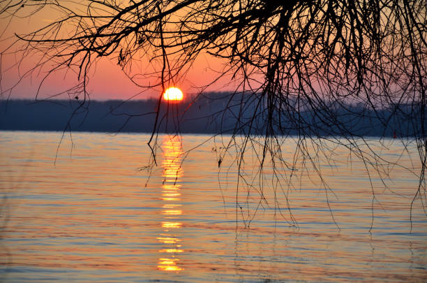 istock Tree at sunset on the bank of the Danube River 947129886