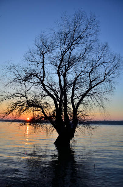 istock Tree at sunset on the bank of the Danube River 947129938