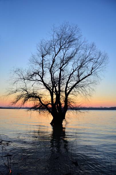 istock Tree at sunset on the bank of the Danube River 947129950