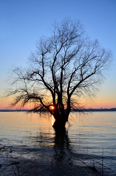 istock Tree at sunset on the bank of the Danube River 947131972