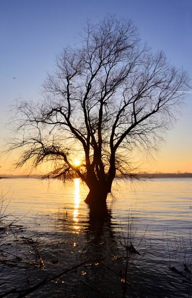 istock Tree at sunset on the bank of the Danube River 947132028
