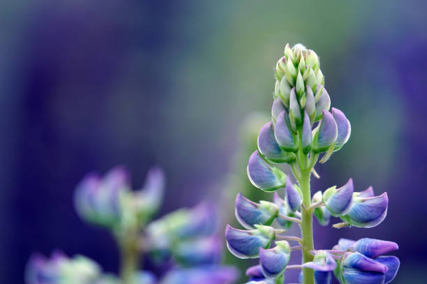 дикий люпин - close up flower high contrast spring стоковые фото и изображения