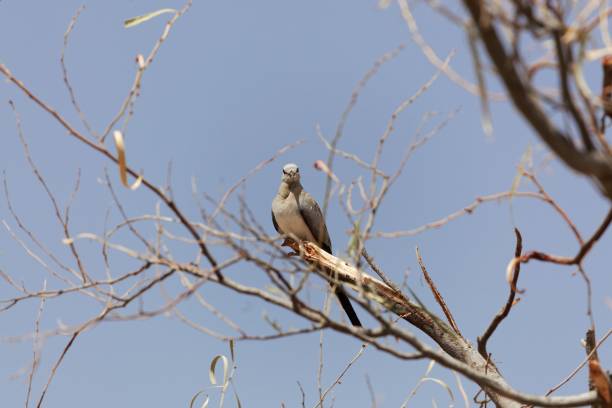 istock Female Namaqua dove (Oena capensis) 947133974