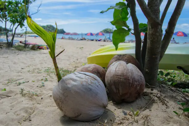 Photo of Sprouted coconut on the beach in El Nido, Palawan, Philippines