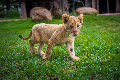 Young lion on green grass. Wild Animal in Africa