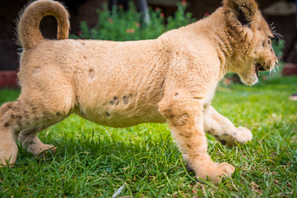 This image shows a lion cub playfully tugging on its mother's tail. The young cub has a furry, golden-colored coat and is seen in an upright position, with its small but sharp teeth firmly grasping its mother's tail. The adult lioness is in the foreground, with her longer, tawny fur and powerful build visible.
