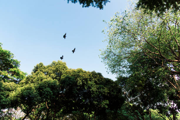 istock Birds flying in the blue sky 947144394