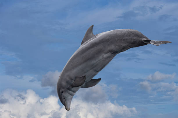 istock common dolphin jumping outside the ocean in the blue 947144948