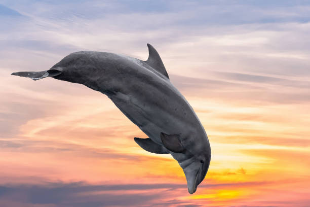 istock common dolphin jumping outside the ocean in the sunset 947145034