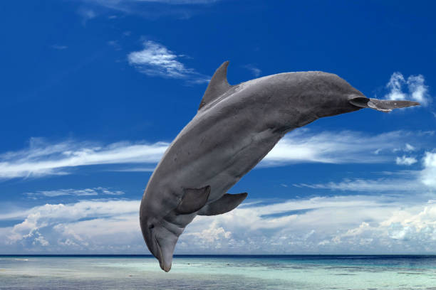 istock common dolphin jumping outside the ocean in the blue 947145058
