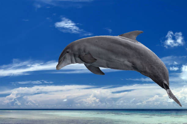 istock common dolphin jumping outside the ocean in the blue 947145110