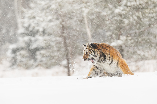 Retrato de tigre en invierno. Tigre en la naturaleza salvaje del invierno. Escena de acción fauna, animales peligro. photo