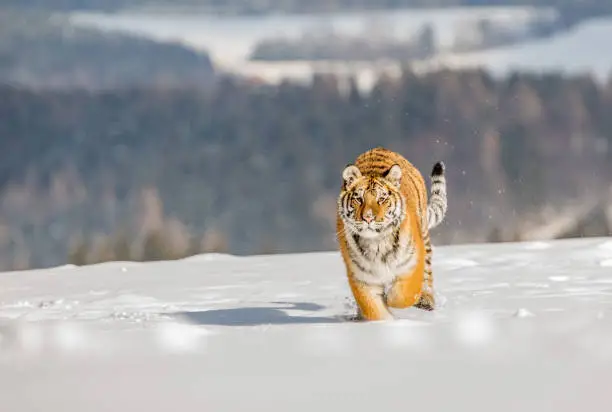 Tiger runs behind the prey. Hunt the prey in tajga in cold winter. Tiger in wild winter nature. Action wildlife scene, danger animal. Snowflake with beautiful Siberian tiger in tajga, Russia.