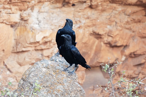 A pair of Fan-tailed ravens (Corvus rhipidurus) on a rock, the Fan-tailed raven is a species of raven from Africa and Arabia.