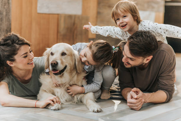 giovane famiglia felice che si diverte con il loro golden retriever a casa. - floor two parent family couple home interior foto e immagini stock