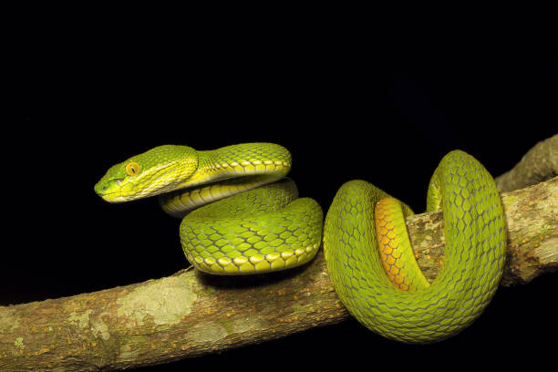istock Red tailed pit viper, Trimeresurus erythrurus, Viperidae, Gumti, Tripura , India 947152144