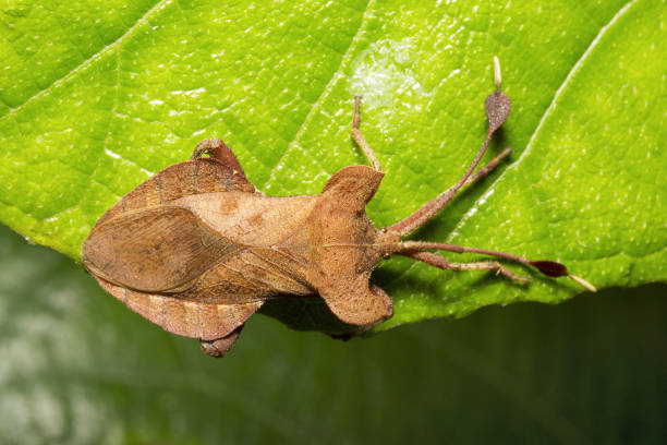 istock Leaf footed bugs, Dalader sp, Coreidae, Aarey milk colony Mumbai , India 947152256