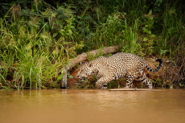 istock American jaguar in the nature habitat 947155120