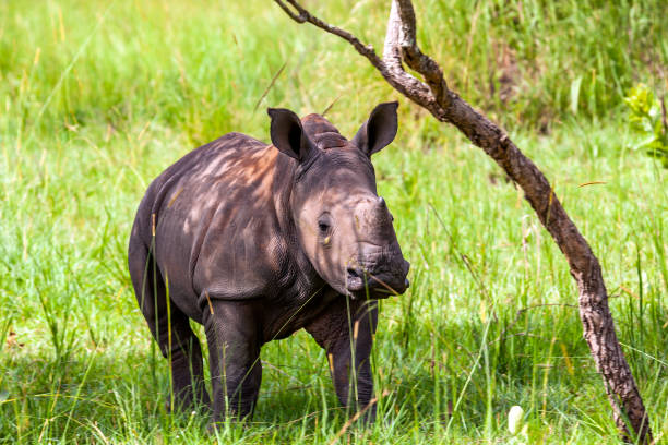 istock Baby White Rhino 947156108